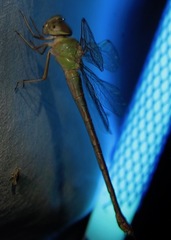 Triacanthagyna septima