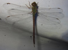 Triacanthagyna septima