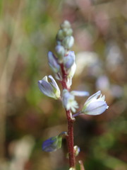 Polygala amarella