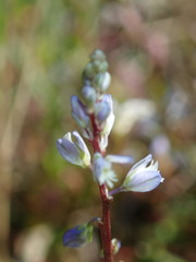 Polygala amarella
