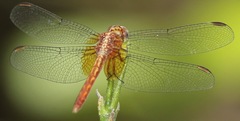 Erythrodiplax ochracea
