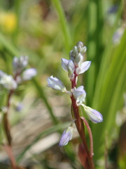 Polygala amarella