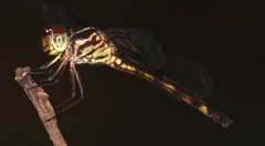 Cannaphila