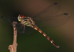 Cannaphila