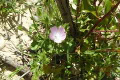 Malva setigera
