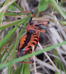 Rhynocoris iracundus