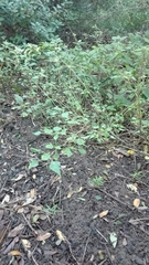 Laportea peduncularis