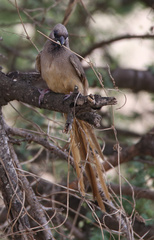 Colius striatus integralis