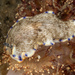 Dermatobranchus caeruleomaculatus - Photo (c) Bernard Picton, algunos derechos reservados (CC BY), subido por Bernard Picton
