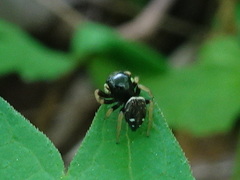 Phidippus whitmani