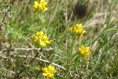 Genista hispanica