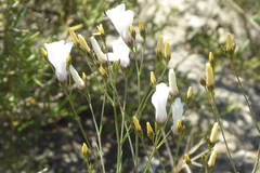 Linum tenuifolium