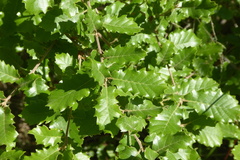 Quercus × cerrioides