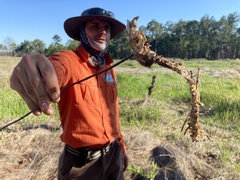 Sylvilagus palustris