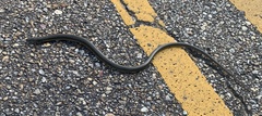 Ophisaurus ventralis