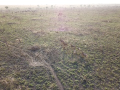 Alcelaphus buselaphus lelwel