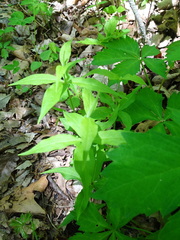 Silene stellata