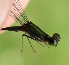 Epipleoneura westfalli