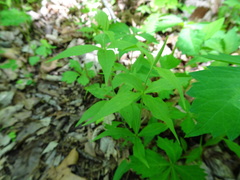 Silene stellata