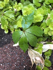 Parthenocissus quinquefolia