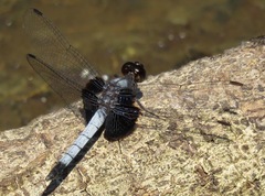 Erythrodiplax unimaculata