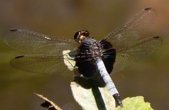 Erythrodiplax unimaculata