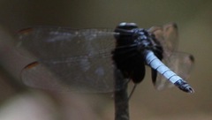 Erythrodiplax unimaculata