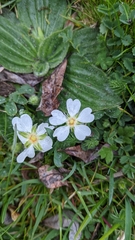Potentilla montana