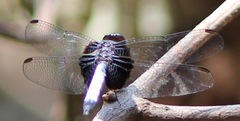 Erythrodiplax unimaculata