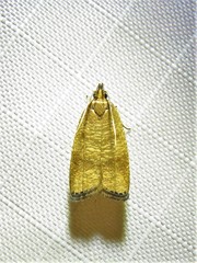 Psilocorsis cryptolechiella