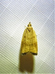 Psilocorsis cryptolechiella