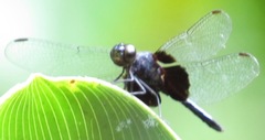 Erythrodiplax unimaculata