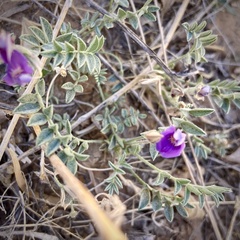 Astragalus sesquiflorus