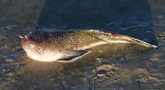 Astroscopus y-graecum