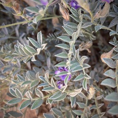 Astragalus sesquiflorus