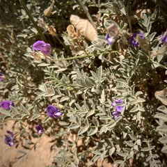 Astragalus sesquiflorus