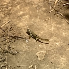 Salmo trutta