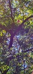 Ceiba boliviana