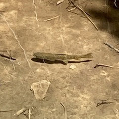 Salmo trutta