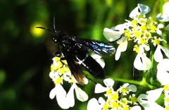 Tenthredo bifasciata