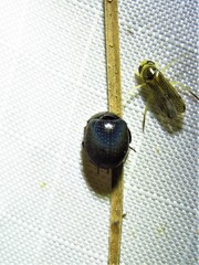 Ceratocanthinae