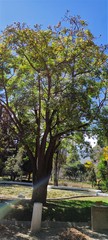 Ceiba boliviana