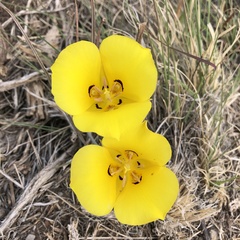 Calochortus aureus