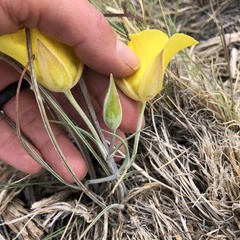 Calochortus aureus
