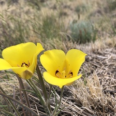 Calochortus aureus