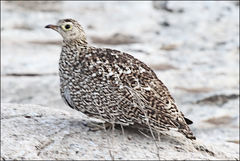 Pterocles bicinctus multicolor
