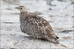 Pterocles bicinctus multicolor