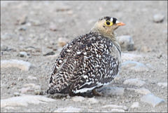 Pterocles bicinctus multicolor