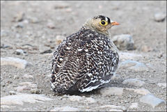 Pterocles bicinctus multicolor