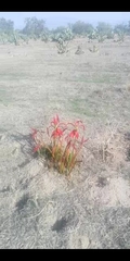 Sprekelia